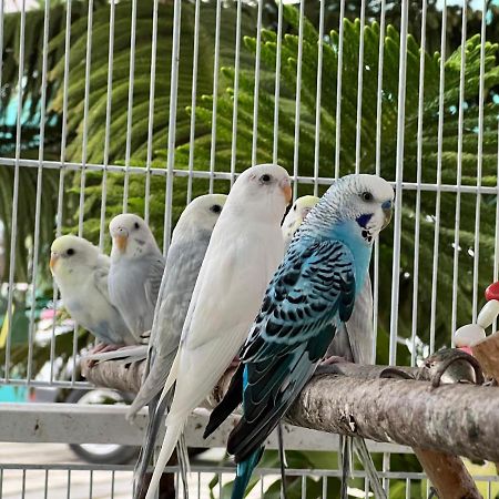B-5 Aprt. Tipo Villa Sonidos De Las Aves. Харабакоа Екстериор снимка